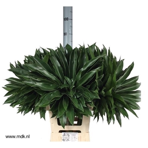 Philodendron Fun Bun 75 cm MDK
