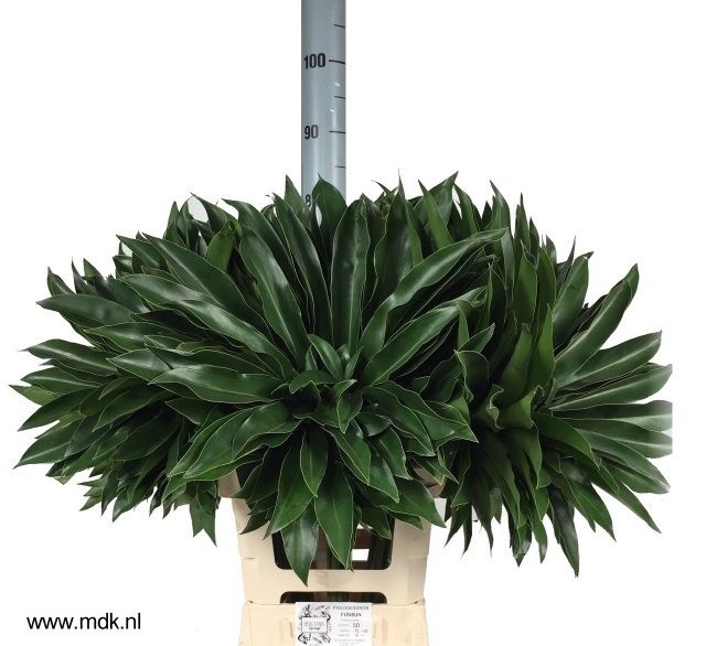 <h4>Philodendron Fun Bun 75 cm MDK</h4>