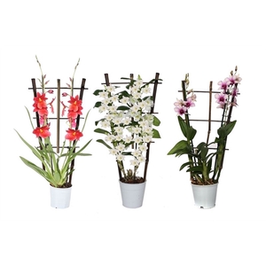 Orchideeen mix 2T op rek