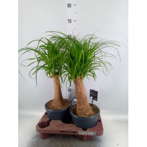 Beaucarnea recurvata
