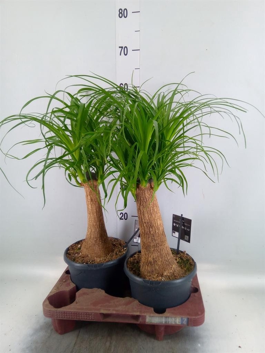 <h4>Beaucarnea recurvata</h4>