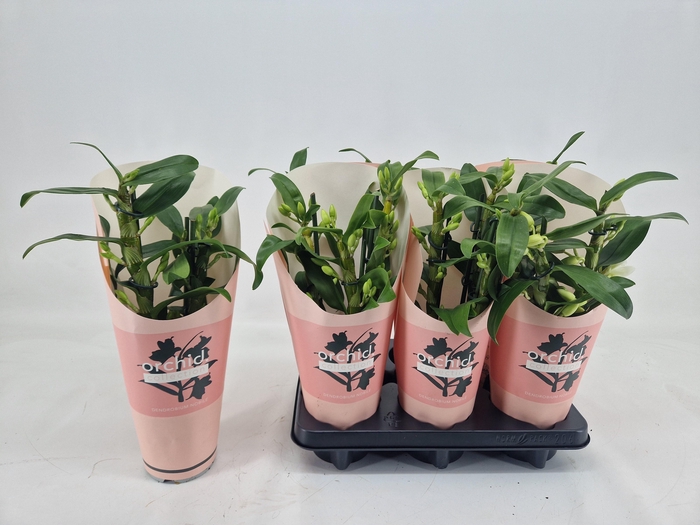 <h4>DENDR N SC APOLLON</h4>