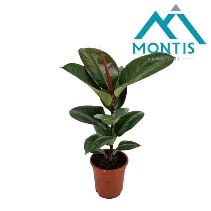 <h4>Ficus elastica 'Robusta' 17 cm</h4>