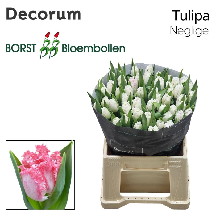 <h4>TU FR NEGLIGE</h4>