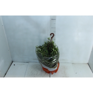 BRINCO DE PRINCESA C21