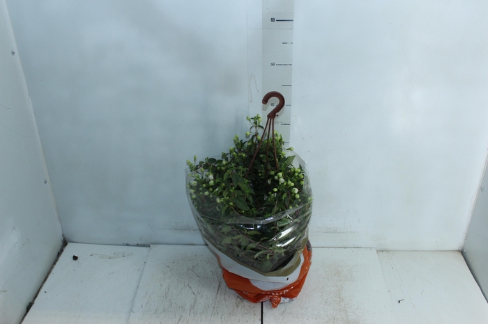 <h4>BRINCO DE PRINCESA C21</h4>