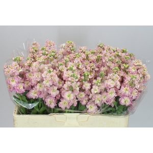 Matthiola Champagne