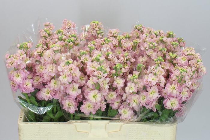 <h4>Matthiola Champagne</h4>