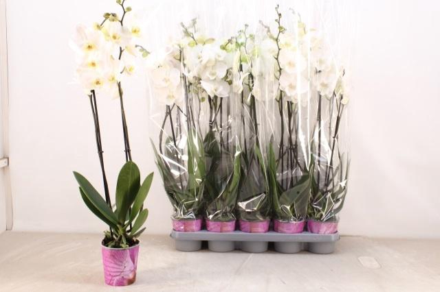 <h4>PHAL OV WIT</h4>