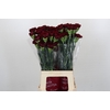 Dianthus St Zurigo