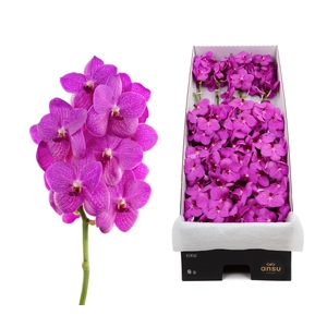 Vanda Hot Pink x16