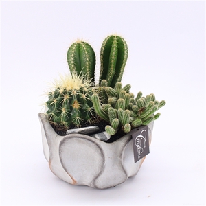 CTCR-2522 Cactus Essentials
