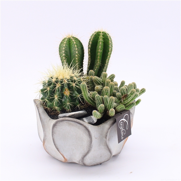 <h4>CTCR-2522 Cactus Essentials</h4>