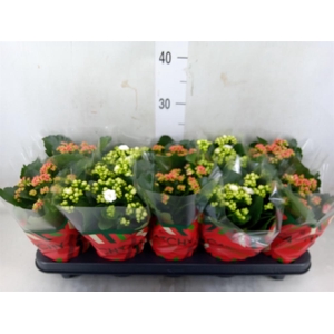 Kalanchoe blos.   ..rosebud mix  2