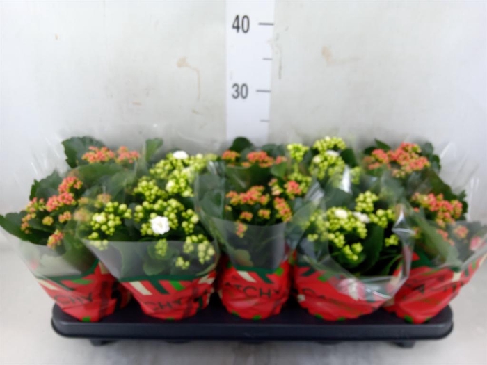 <h4>Kalanchoe blos. ..rosebud mix 2</h4>