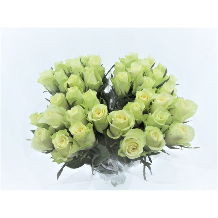 <h4>BQ Mono Rozen Wit x10 50cm</h4>