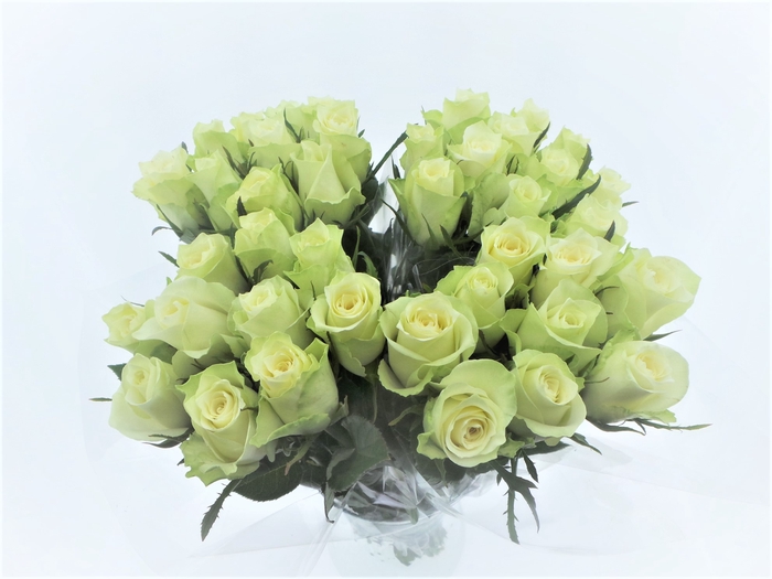 <h4>BQ Mono Rozen Wit x10 50cm</h4>