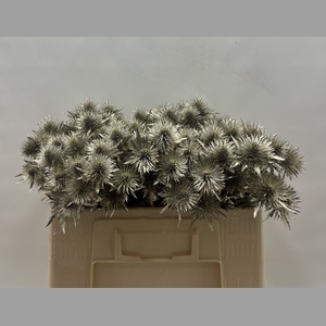 Eryngium Platina