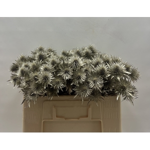 Eryngium Platina