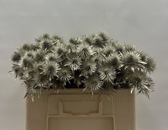 <h4>Eryngium Platina</h4>