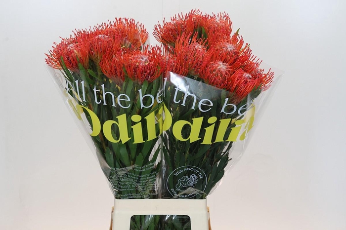 <h4>Nutans Tango</h4>