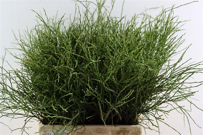 <h4>Vaccinium Myrtillus</h4>