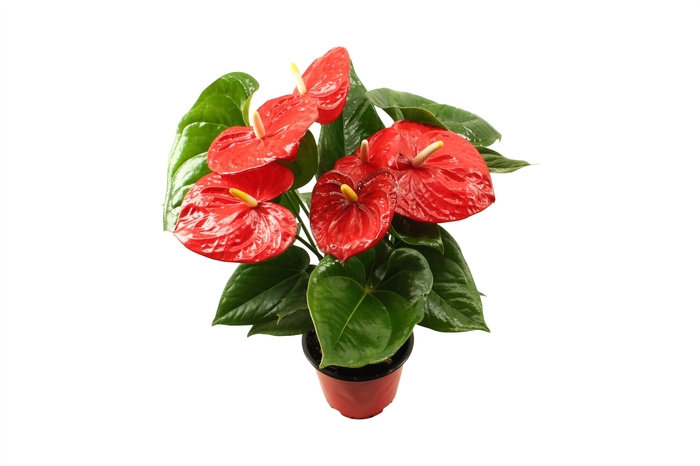 <h4>Anthurium XL.88 Aloha red 14cm</h4>