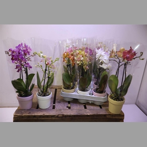 Phal Cermic Mini Mix 1-2 Spike