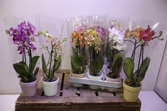 <h4>Phal Cermic Mini Mix 1-2 Spike</h4>