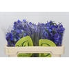 Delph En Belladonna Volkerfrieden Oriental Blue