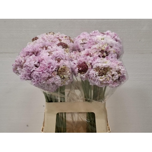 SCAB AT BB SCOOP SWE