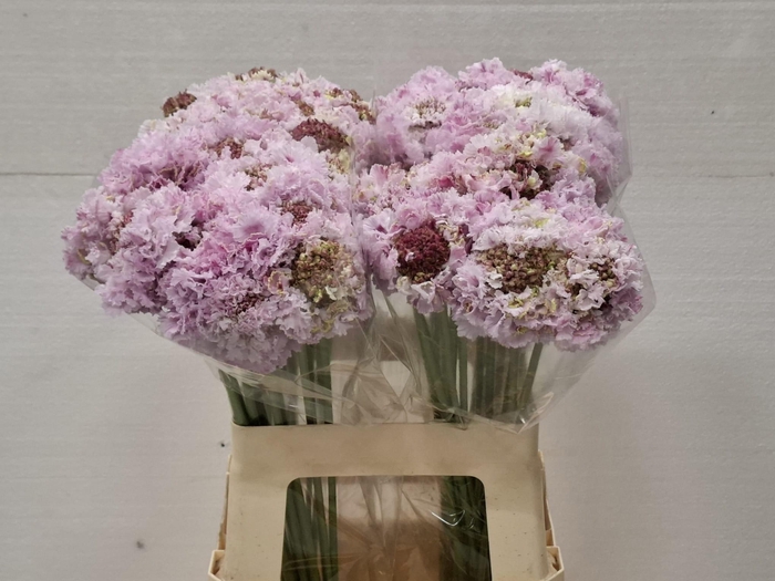 <h4>SCAB AT BB SCOOP SWE</h4>