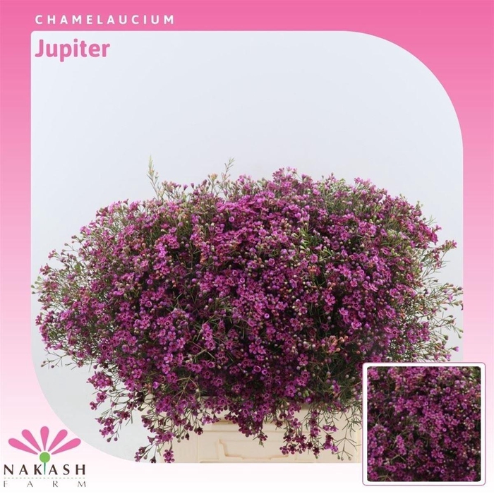 <h4>Chamelaucium Jupiter</h4>