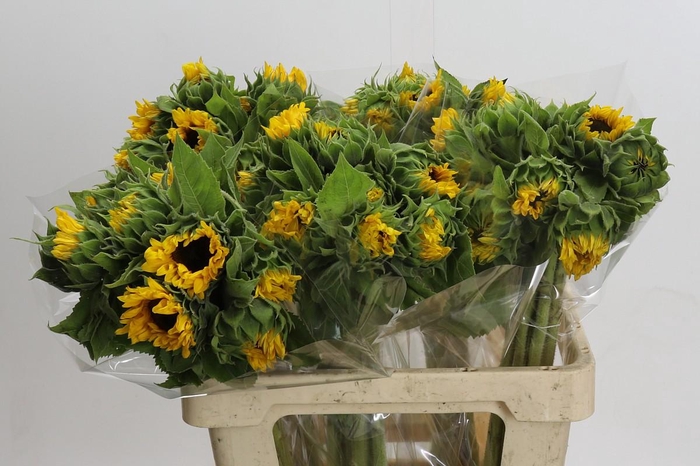 <h4>Helianthus Orange Fire</h4>