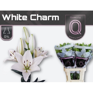 LI LA WHITE CHARM 4+