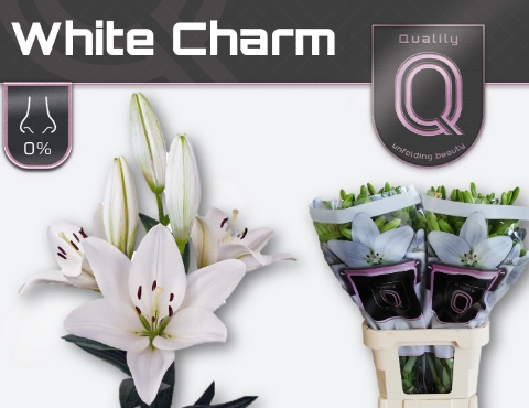 <h4>LI LA WHITE CHARM 4+</h4>