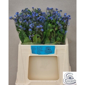 MYOS AL BLUE MEMORY