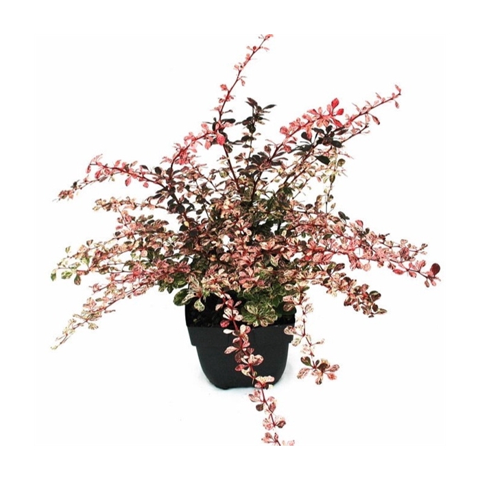 <h4>Berberis thunbergii 'Harlequin' P17</h4>