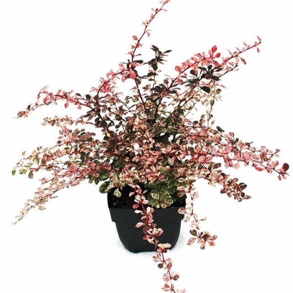 <h4>Berberis thunbergii 'Harlequin' P17</h4>