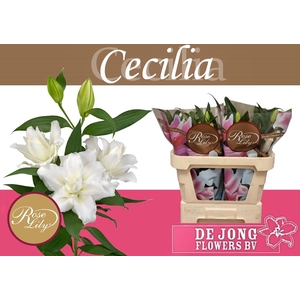 LI OR DU RL CECILIA