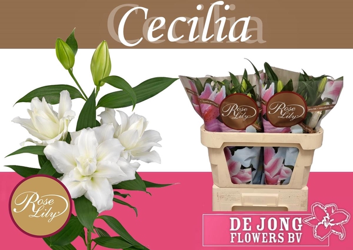 <h4>LI OR DU RL CECILIA</h4>
