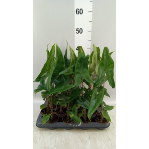 Alocasia zebrina