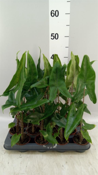 <h4>Alocasia zebrina</h4>