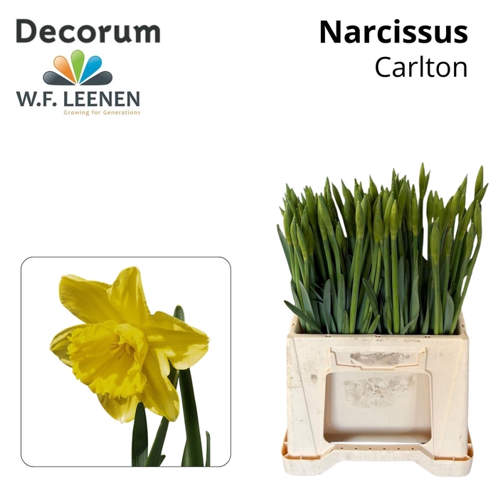 <h4>NARC G CARLTON 566</h4>