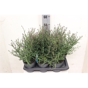 Verbe Bonariensis