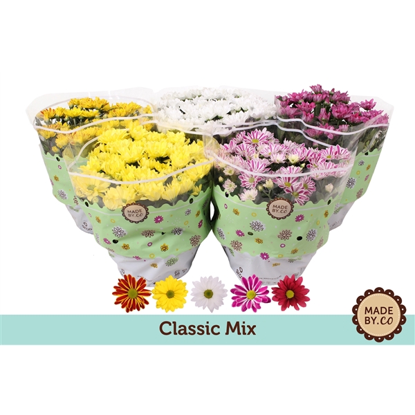 <h4>Chrysanthemum Indicum Classic mix 5 couleur</h4>