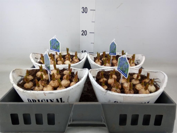 <h4>Arr. Muscari L%</h4>