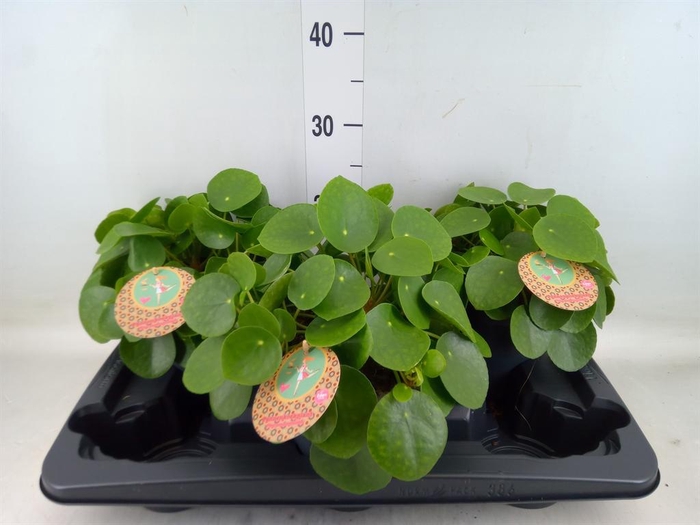 <h4>Pilea peperomioides</h4>