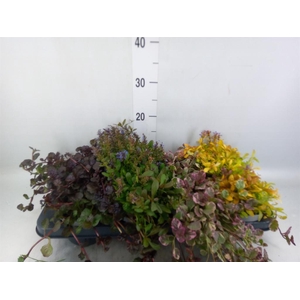 Ajuga  'Feath Friends'   ...mix