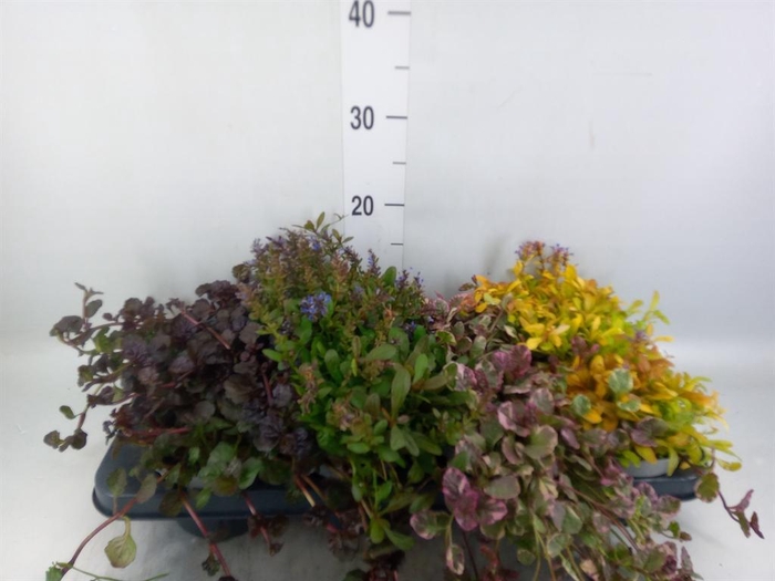 <h4>Ajuga  'Feath Friends'   ...mix</h4>